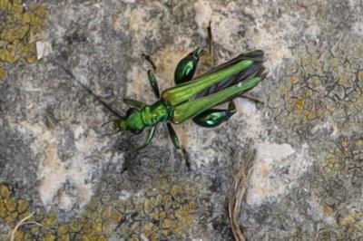 <i>Oedemera nobilis</i>