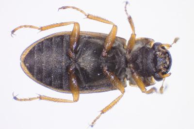 <i>Helophorus minutus</i>