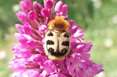 <i>Trichius gallicus</i>