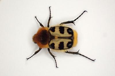 <i>Trichius gallicus</i>
