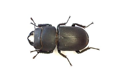 <i>Dorcus parallelipipedus</i>