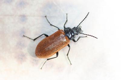 <i>Omophlus lepturoides</i>