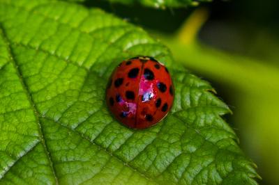 <i>Harmonia axyridis</i>