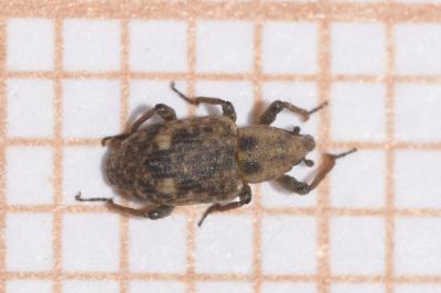 <i>Bagous</i>