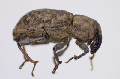<i>Bagous</i>