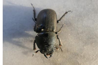 <i>Dorcus parallelipipedus</i>