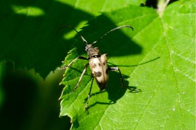 <i>Pachytodes cerambyciformis</i>