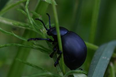 <i>Timarcha tenebricosa</i>