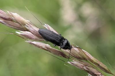 <i>Cidnopus pilosus</i>
