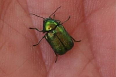 <i>Cryptocephalus</i>
