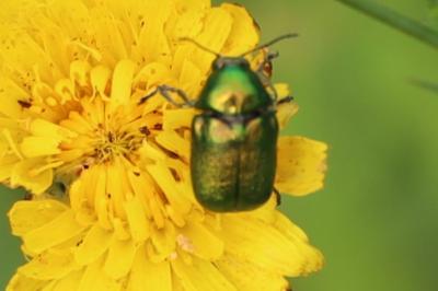 <i>Cryptocephalus</i>