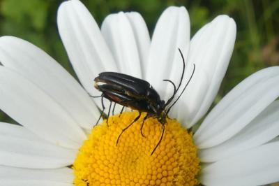 <i>Rutpela nigra</i>