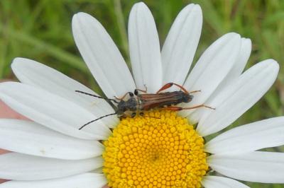 <i>Stenopterus rufus</i>