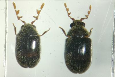 <i>Dorcatoma minor</i>