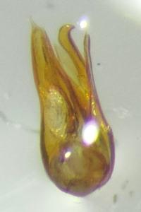 <i>Dorcatoma minor</i>