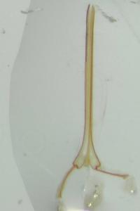 <i>Dorcatoma minor</i>