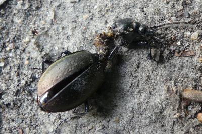 <i>Carabus nemoralis</i>