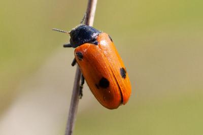 <i>Clytra quadripunctata</i>