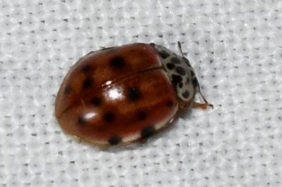 <i>Harmonia quadripunctata</i>