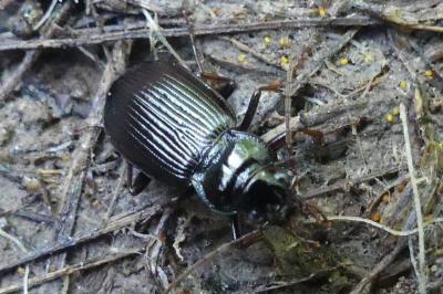 <i>Nebria salina</i>