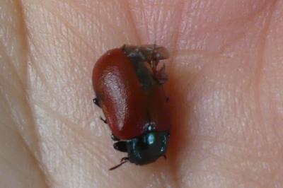 <i>Chrysomela populi</i>