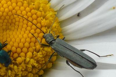 <i>Oedemera</i>