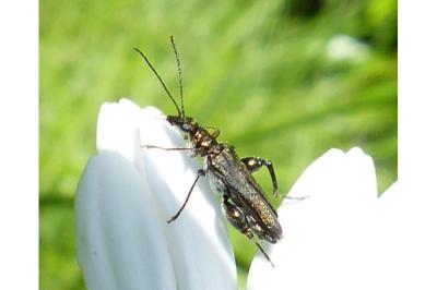 <i>Oedemera flavipes</i>