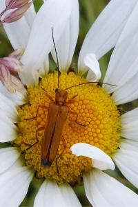 <i>Oedemera podagrariae</i>