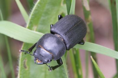 <i>Dorcus parallelipipedus</i>