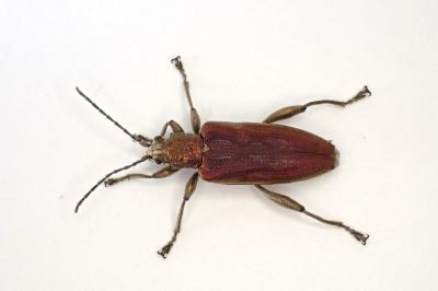 <i>Donacia marginata</i>