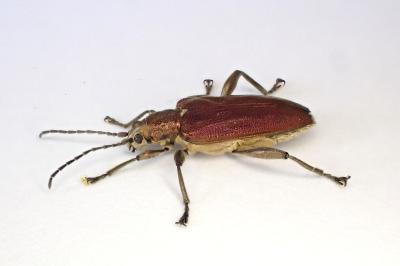 <i>Donacia marginata</i>