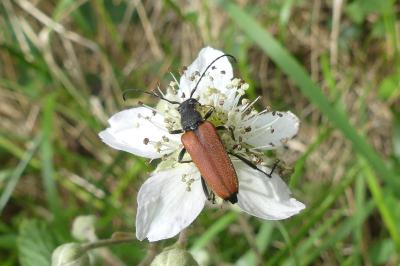 <i>Anastrangalia dubia</i>
