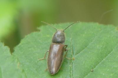 <i>Athous haemorrhoidalis</i>
