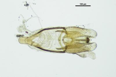 <i>Anacaena lutescens</i>
