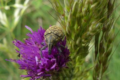 <i>Larinus turbinatus</i>
