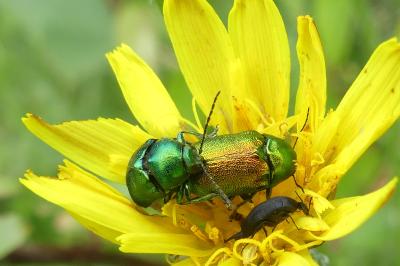 <i>Cryptocephalus</i>