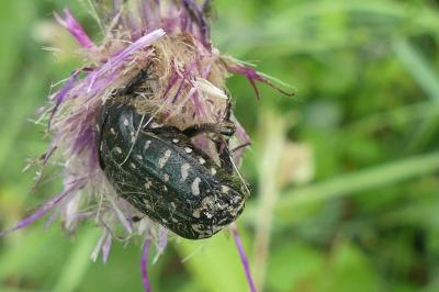 <i>Oxythyrea funesta</i>