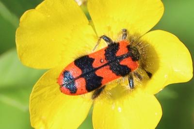 <i>Trichodes alvearius</i>