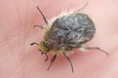 <i>Tropinota hirta</i>