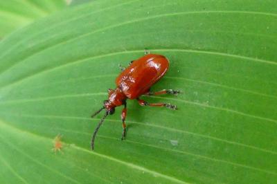 <i>Lilioceris merdigera</i>