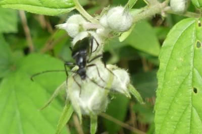 <i>Rutpela nigra</i>