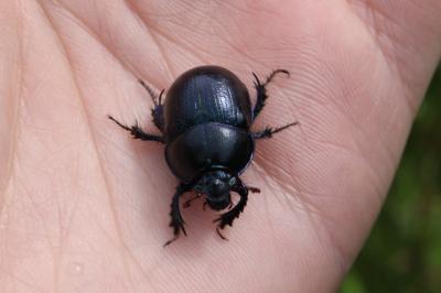 <i>Anoplotrupes stercorosus</i>