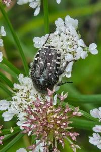 <i>Oxythyrea funesta</i>