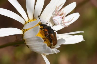<i>Pseudovadonia livida</i>