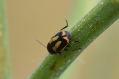 <i>Cryptocephalus vittatus</i>