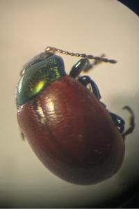 <i>Chrysolina polita</i>