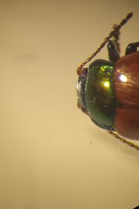 <i>Chrysolina polita</i>