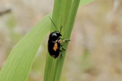 <i>Cryptocephalus moraei</i>
