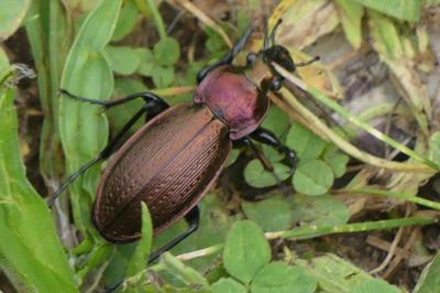 <i>Carabus monilis</i>