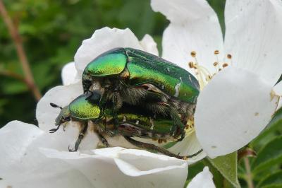 <i>Cetonia aurata</i>